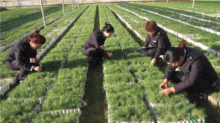 阿龍山森防站對(duì)苗圃進(jìn)行今年最后一次種苗產(chǎn)地檢疫6_副本.jpg