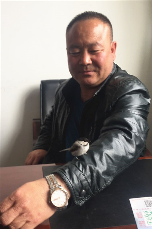 4月27日，滿歸林業局管護中心的辦公室飛進一只小鳥，落在職工徐偉的胳膊上，同事抓拍到這張和諧圖片。（周立濤 攝）.jpg
