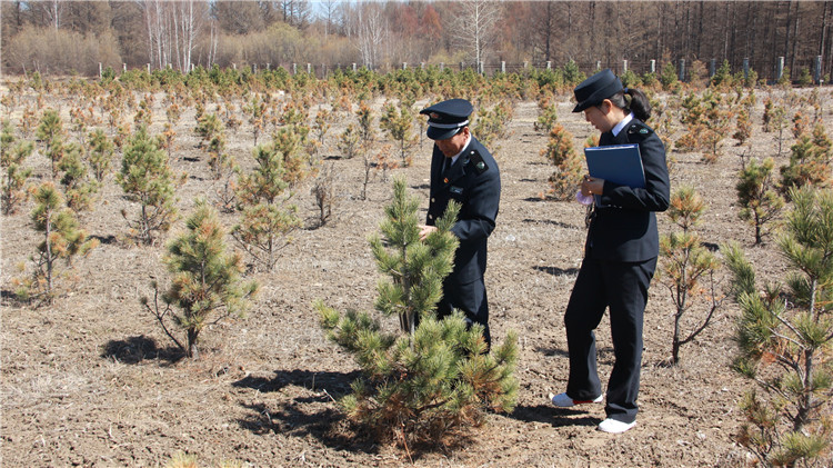 滿歸林業局森防站加強苗木產地檢疫.JPG