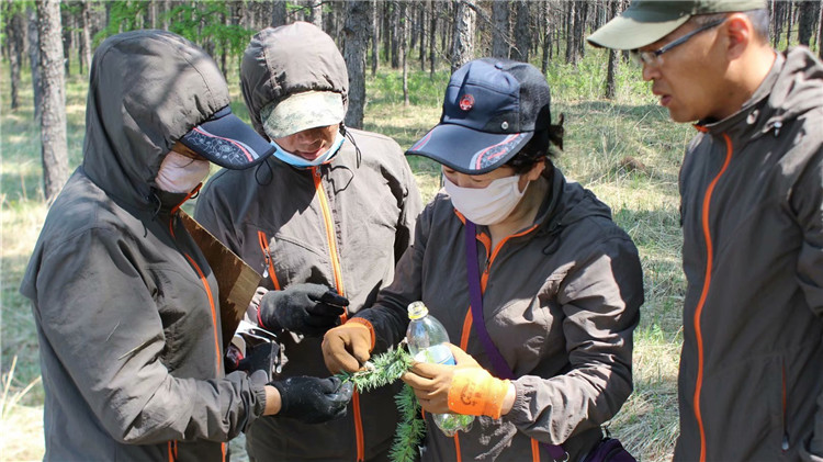 烏爾旗漢林業(yè)局森防站進(jìn)行松櫻小卷蛾調(diào)查3史靜攝影.jpg