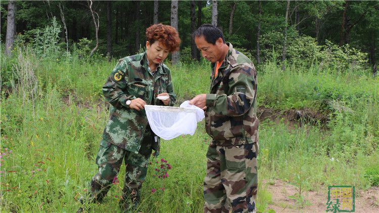 畢拉河林業局充實蝶類標本.JPG