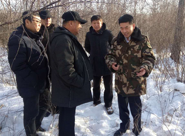 吉文林業局提高撫育質量 培育健康森林.jpg