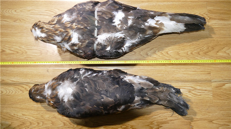 春雷2018獵物照片1.JPG