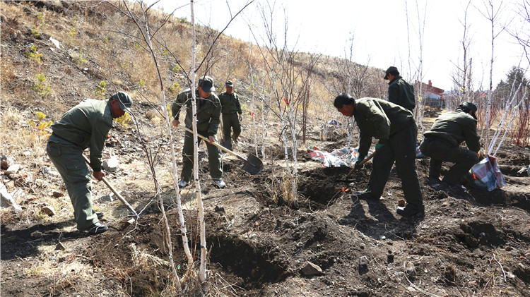 4月19日，綽爾林業局組織人員在局址道路旁進行補植補造，推進局址綠化美化，改善群眾生活環境（孫書程）.JPG