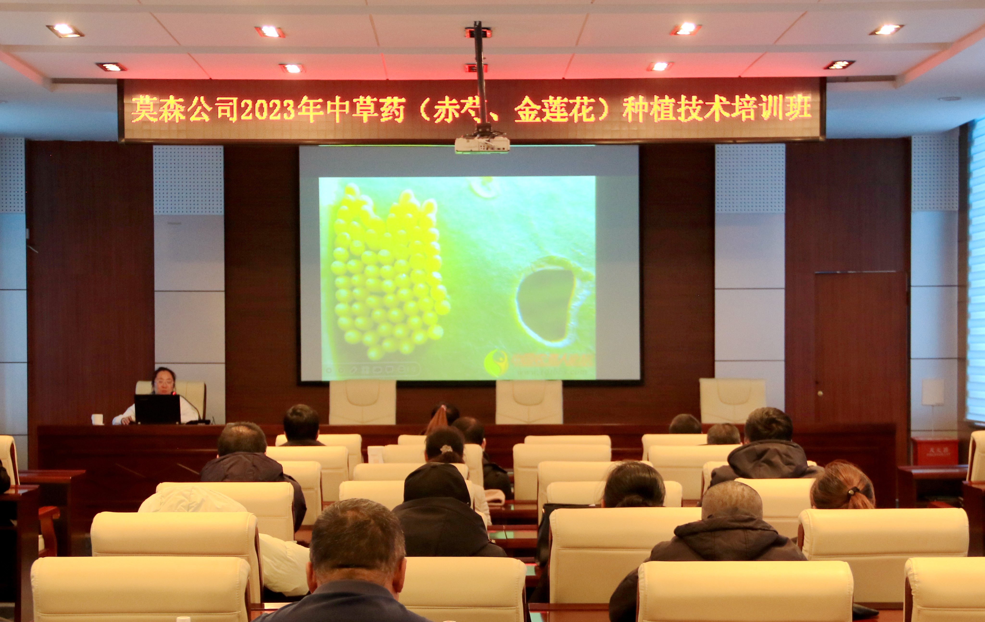 莫爾道嘎森工公司舉辦中草藥種植技術培訓班.jpg
