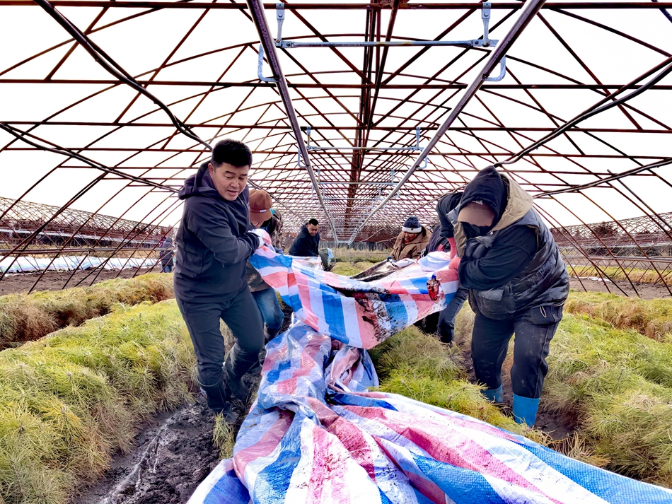圖為：中心苗圃干部職工正在撤出防寒布.jpg