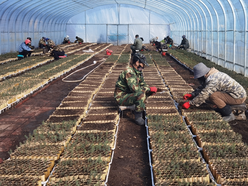 克一河森工公司中心苗圃全面開啟育苗生產模式.jpg