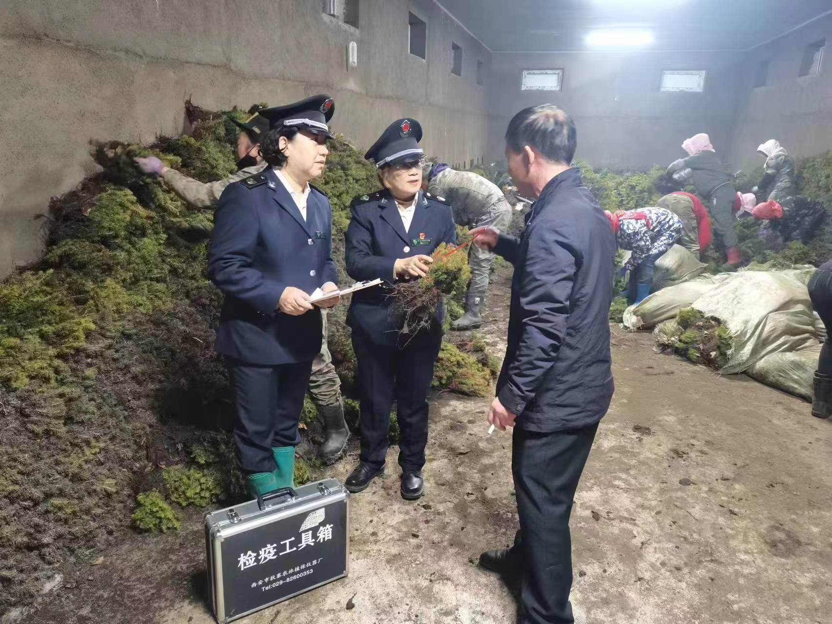 綽源森工公司森林病蟲害防治檢疫站對外調苗木開展復檢工作.jpg