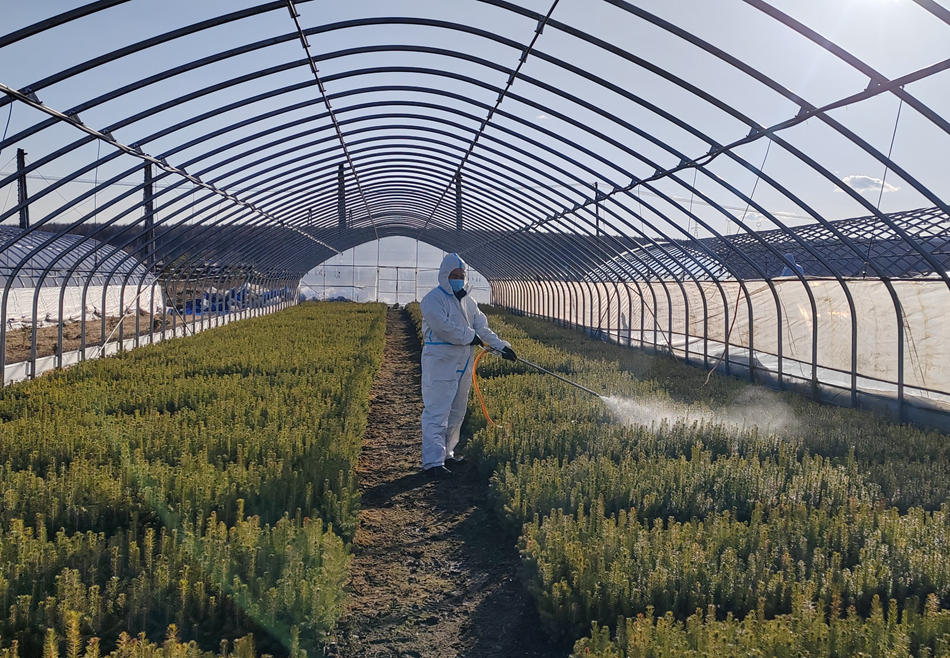 綽源森林病蟲害防治檢疫站對運往額爾古納河退化林修復的苗木進行避鼠防治工作1.jpg