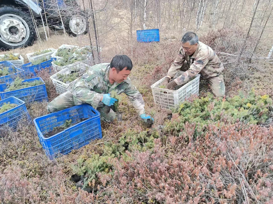 綽源森工公司全力推進2024年金河遠征造林苗木假植工作（1）.jpg