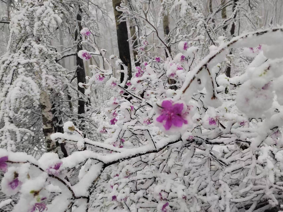 綽源：五月飛雪杜鵑紅 (2).jpg