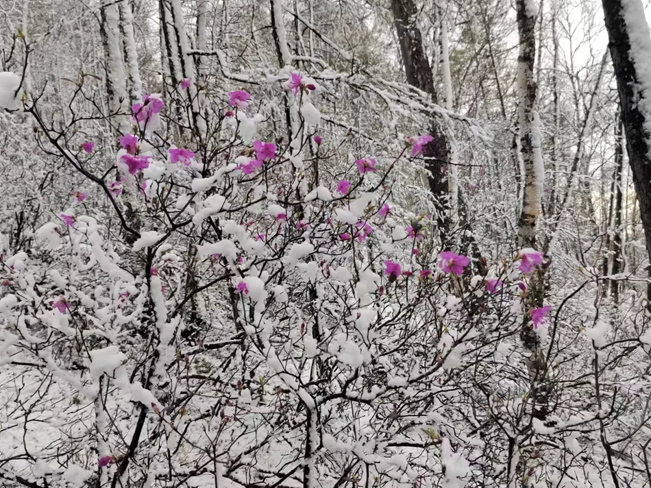 綽源：五月飛雪杜鵑紅.jpg