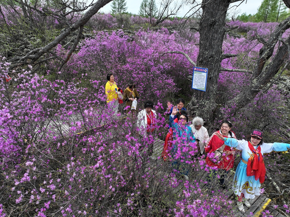 杜鵑花海 驚艷“上線” (2).JPG