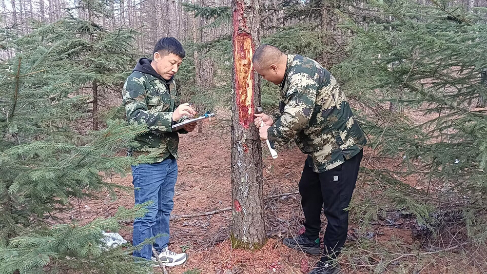 畢拉河林業有限公司森防站開展蛀干害蟲監測.jpg