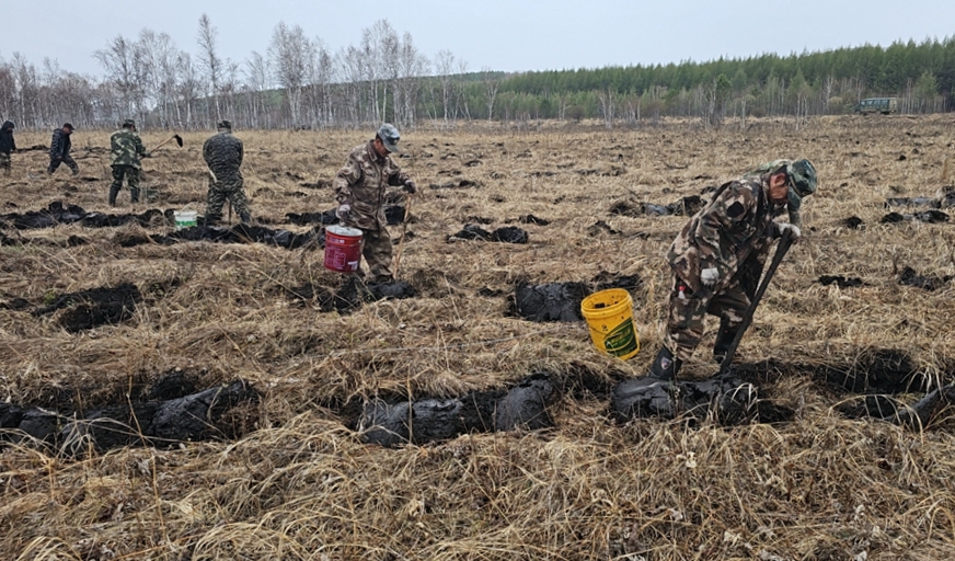 綽源森工公司森林調查設計隊開展義務植樹活動.jpg