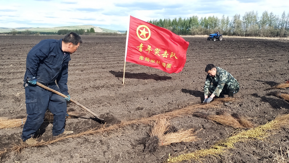庫都爾森工公司中心苗圃團支部開展青年突擊隊苗木假植義務勞動活動.jpg