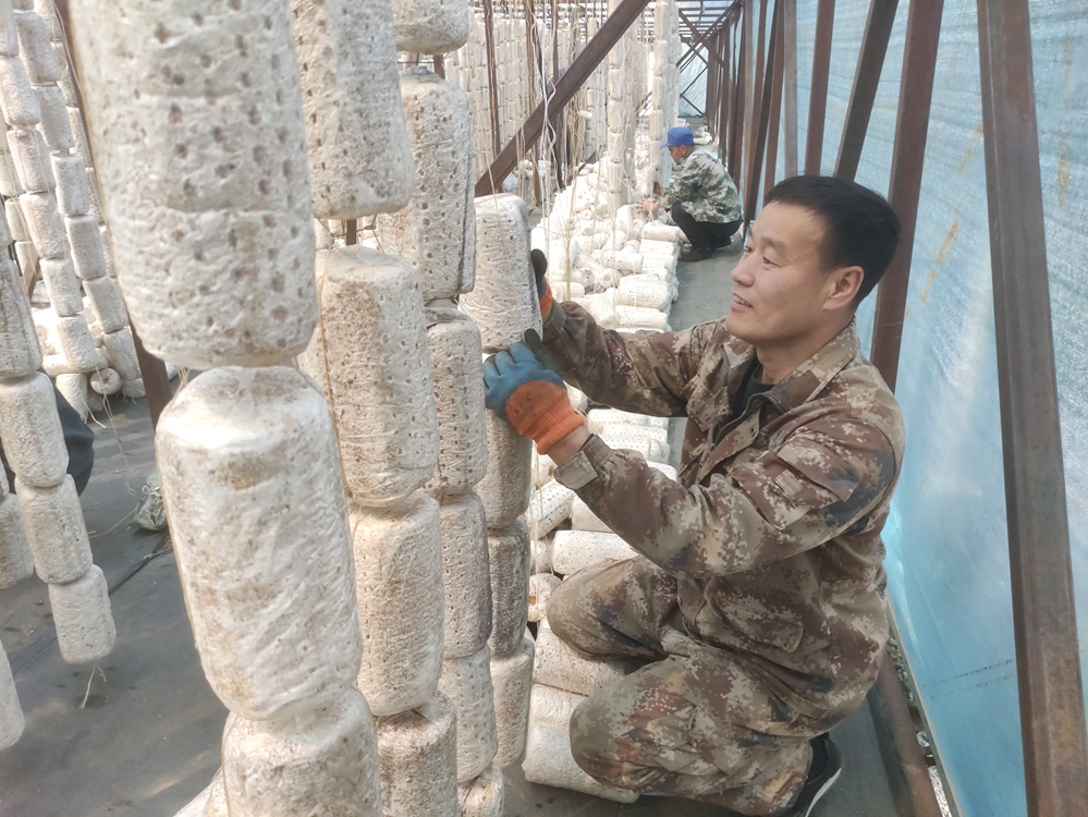 得耳布爾森工公司永青林場(chǎng)木耳種植掛袋忙 暢通致富增收路文檔.jpg
