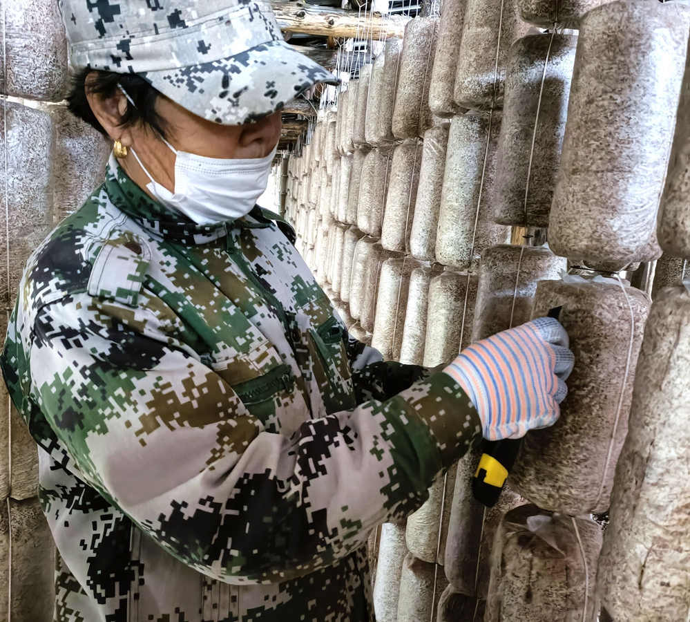 阿里河森工公司產業事業處對滑子菇菌包進行出菇管理.jpg