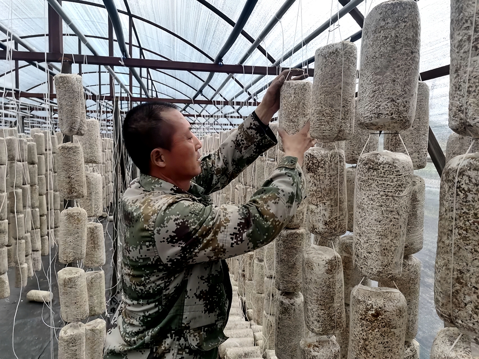 得耳布爾森工公司吉勒布林場黑木耳栽植各項工作穩(wěn)步推進.jpg
