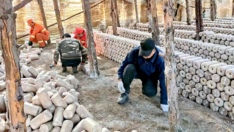 大力發展林下經濟，阿里河森工公司齊奇嶺林場食用菌產業蓬勃發展.jpg