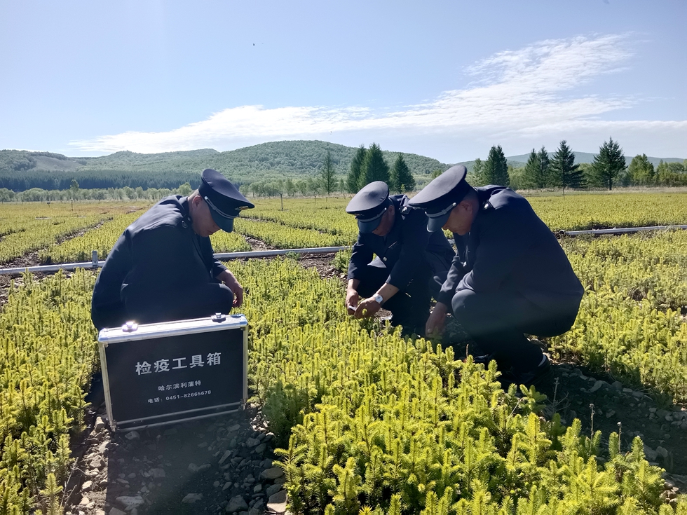 伊圖里河林業有限公司溫河分公司經營管護中心（森防站）開展苗木檢疫工作.jpg