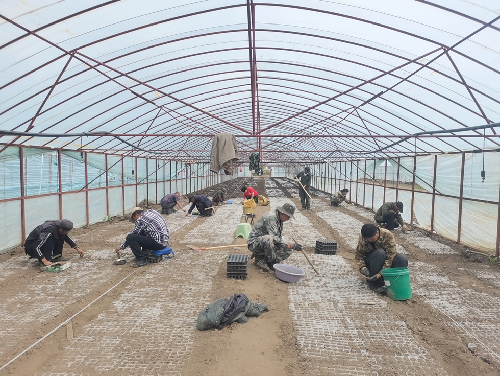 滿歸森工公司中心苗圃完成偃松新播工作1.jpg