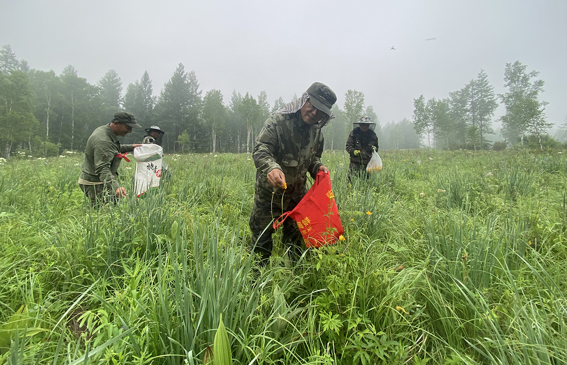 甘河森工公司森防站組織干部職工采摘金蓮花 拷貝.jpg