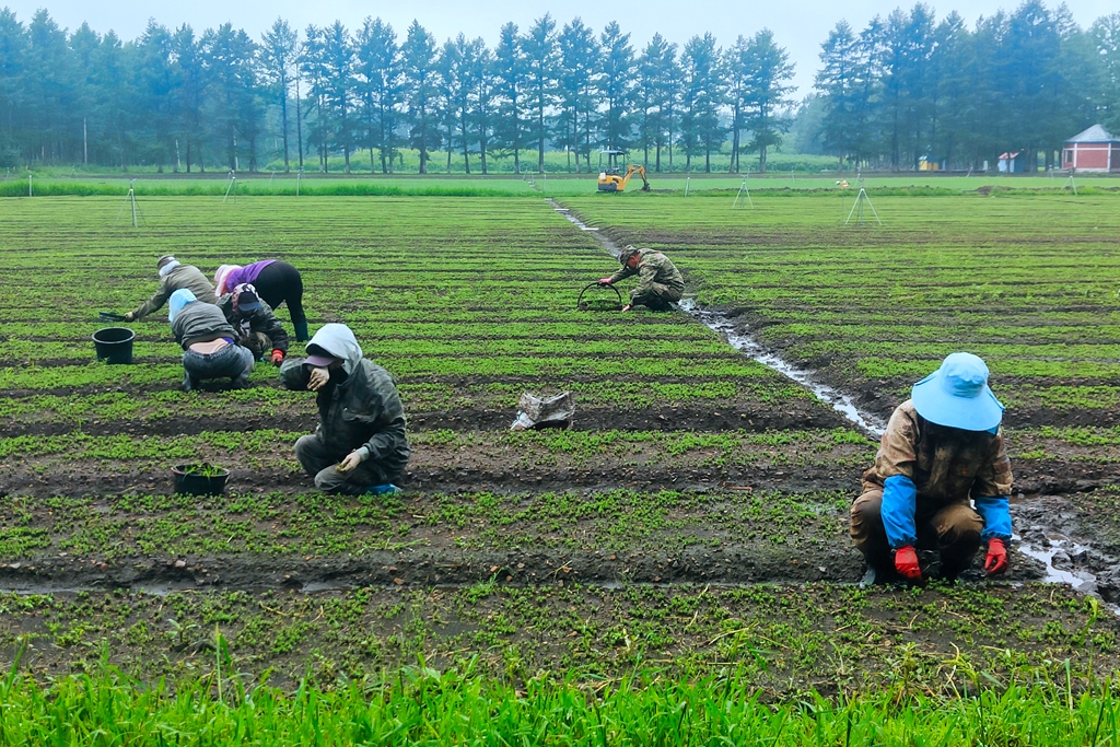 育苗工雨中除草.jpg