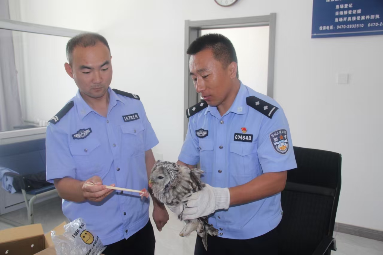 得耳布爾分局救助一只國家二級保護動物——長尾林鸮.jpg
