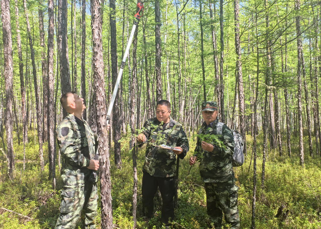 滿歸森工公司森防站全面開展林業有害生物監測調查工作-高俊平 拷貝.jpg