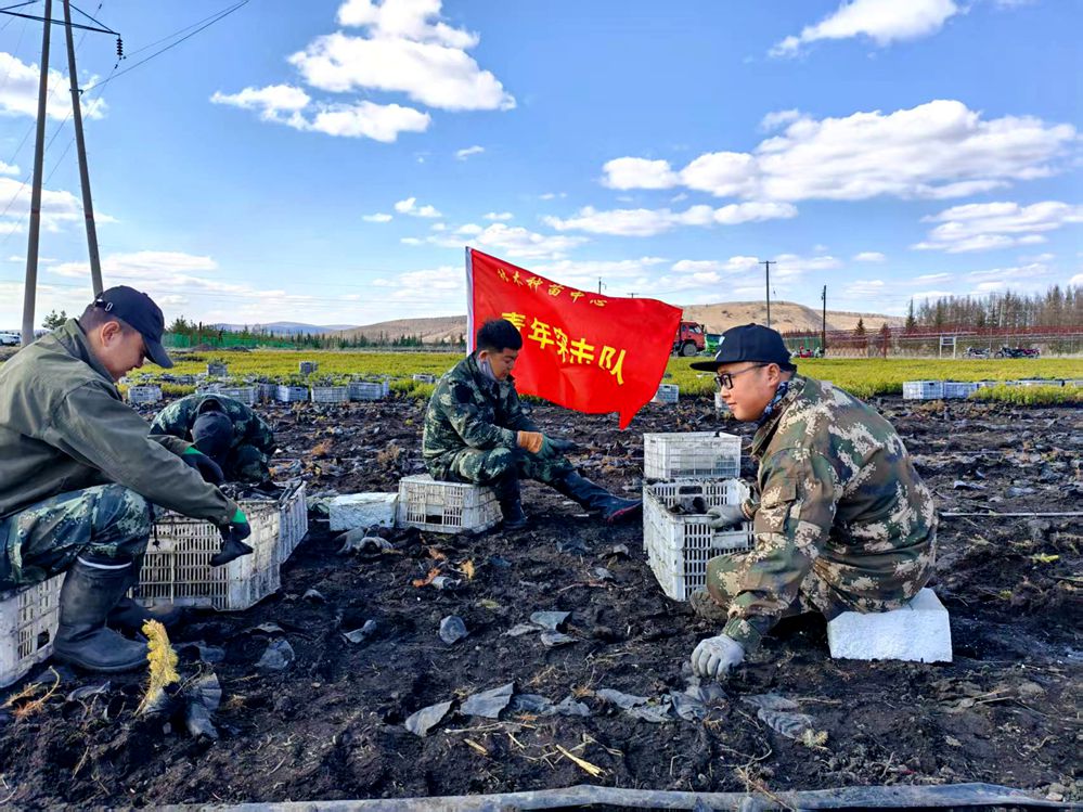 庫都爾森工公司林木種苗中心團支部開展青年突擊隊在行動活動 (2)_副本.jpg