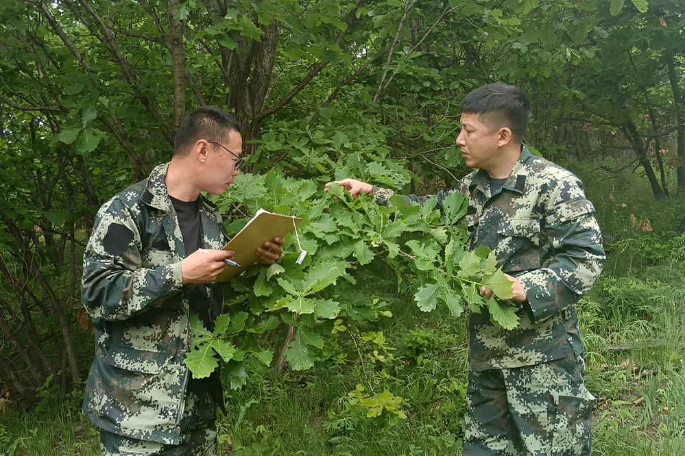 畢拉河林業公司森防站持續開展櫟尖細蛾跟蹤監測調查工作.jpg