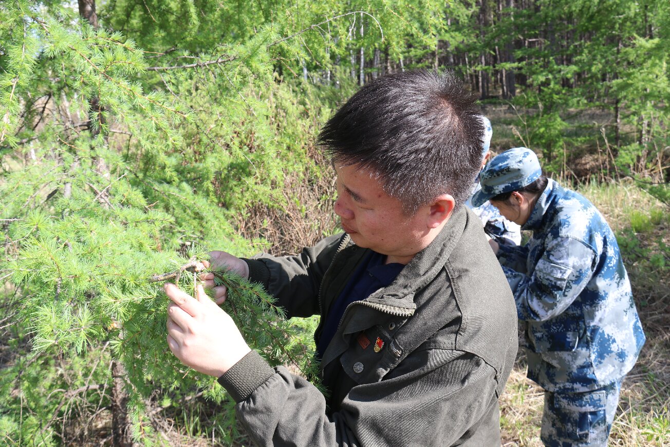 落葉松鞘蛾調查.jpg